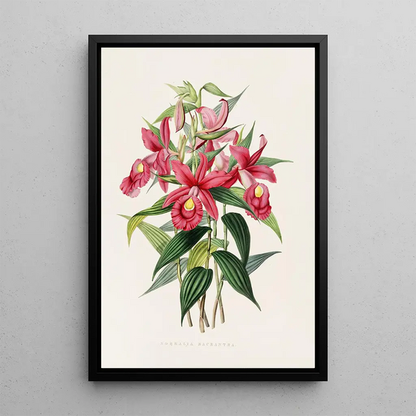 Sobralia Macrantha - James Bateman — framed artwork on a wall