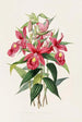 Sobralia Macrantha - James Bateman — artwork view