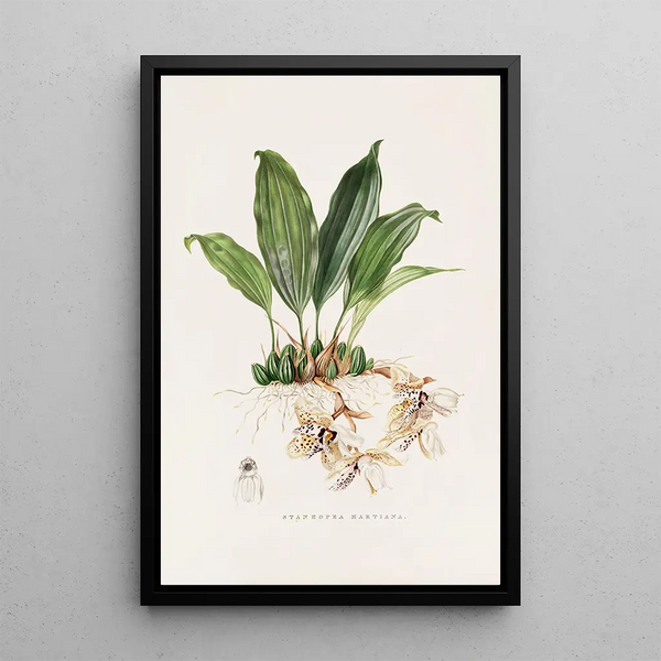 Stanhopea Martiana - James Bateman — framed artwork on a wall