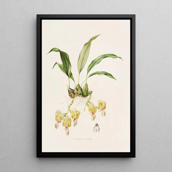 Stanhopea Saccata - James Bateman — framed artwork on a wall