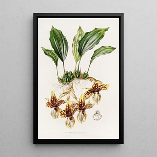 James Bateman - Stanhopea Tigrina.webp