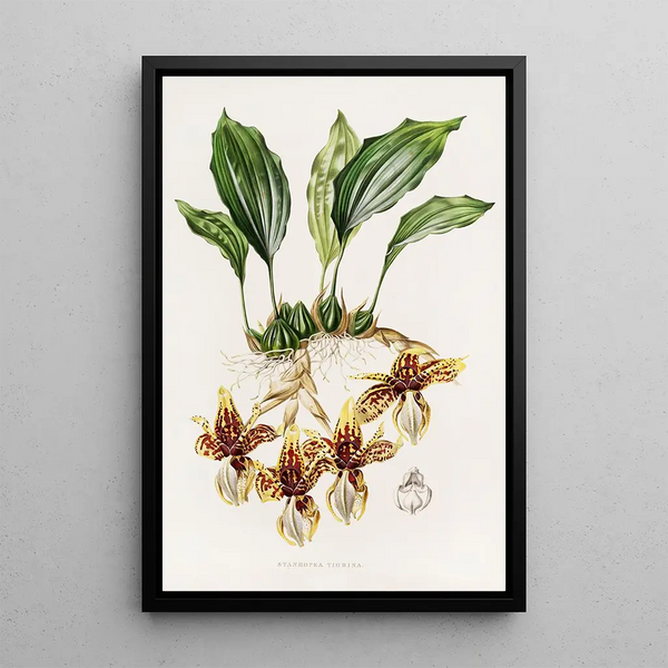 Stanhopea Tigrina - James Bateman — framed artwork on a wall