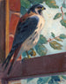 American Kestrel Painting - James C. Kulhanek — artwork view