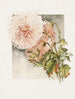 Chrysanthemums - James Callowhill — artwork view