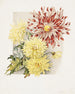 Daisies - James Callowhill — artwork view
