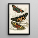 Agarista picta Eusemia lectrix Eusemia maculatrix - James Duncan — framed artwork on a wall