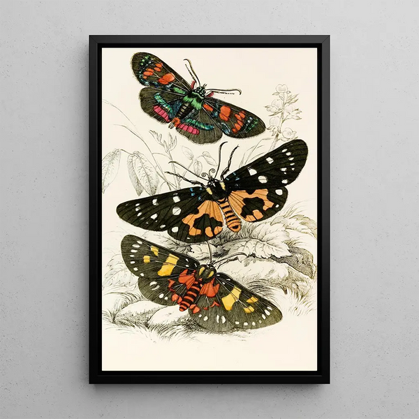 Agarista picta Eusemia lectrix Eusemia maculatrix - James Duncan — framed artwork on a wall