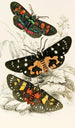 Agarista picta Eusemia lectrix Eusemia maculatrix - James Duncan — artwork view