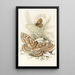Angerona prunaria Alcis scolopacea - James Duncan — framed artwork on a wall