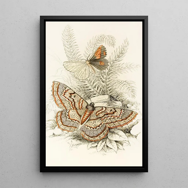 Angerona prunaria Alcis scolopacea - James Duncan — framed artwork on a wall