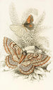 Angerona prunaria Alcis scolopacea - James Duncan — artwork view