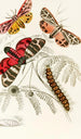 Arctia Hebe Spilosoma Arge Spilosoma aerea Spilosoma Virgo - James Duncan — artwork view