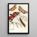 Arctia Hebe Spilosoma Arge Spilosoma aerea Spilosoma Virgo - James Duncan — framed artwork on a wall