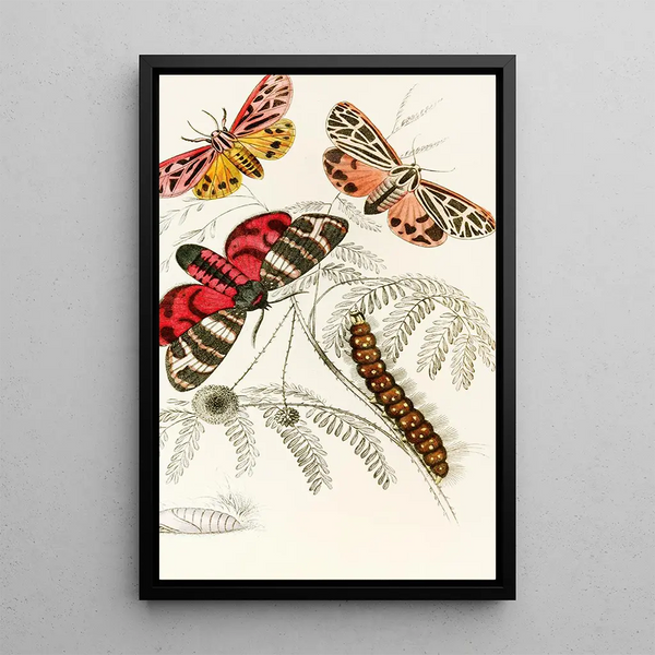 Arctia Hebe Spilosoma Arge Spilosoma aerea Spilosoma Virgo - James Duncan — framed artwork on a wall