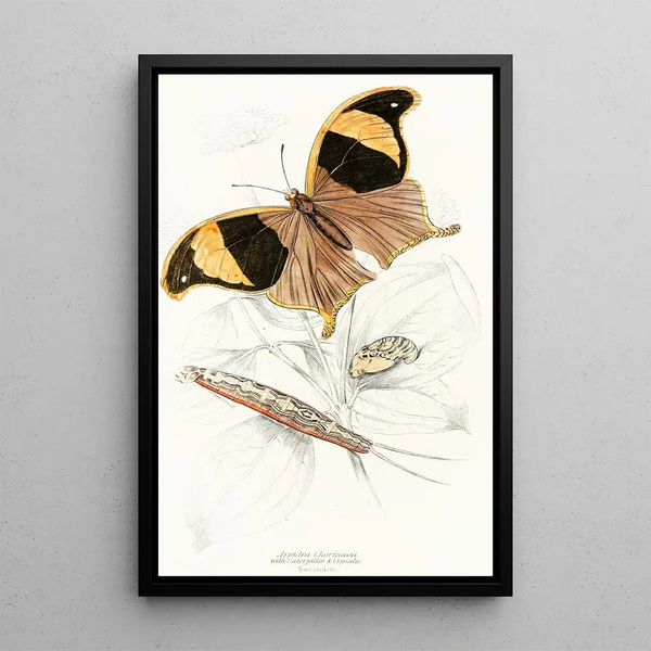 Arpidea Chorinaea - James Duncan — framed artwork on a wall