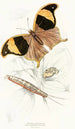 Arpidea Chorinaea - James Duncan — artwork view