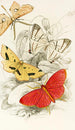 Asthenia podaliriaria Macrotes netrix Venilia sospita Eumelia Rosalia - James Duncan — artwork view
