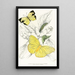 Callidryas Eubule Terias Mexicana - James Duncan — framed artwork on a wall