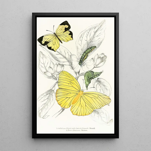 Callidryas Eubule Terias Mexicana - James Duncan — framed artwork on a wall