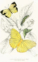 Callidryas Eubule Terias Mexicana - James Duncan — artwork view