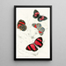 Catagramma Condomanus Catagramma Pyramus - James Duncan — framed artwork on a wall