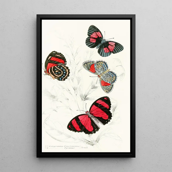 Catagramma Condomanus Catagramma Pyramus - James Duncan — framed artwork on a wall