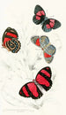 Catagramma Condomanus Catagramma Pyramus - James Duncan — artwork view