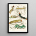 Chenille d'Erythrinae Molina Nesia Netrix - James Duncan — framed artwork on a wall