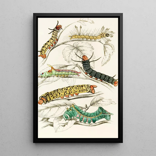 Chenille d'Erythrinae Molina Nesia Netrix - James Duncan — framed artwork on a wall