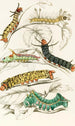 Chenille d'Erythrinae Molina Nesia Netrix - James Duncan — artwork view