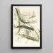 Chenille de Metopsilus Tersa Sphinx Chionanthi Sphinx Gaurae - James Duncan — framed artwork on a wall
