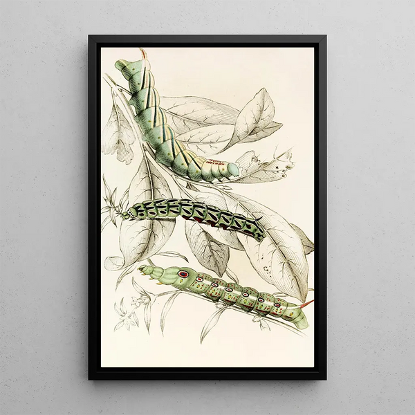 Chenille de Metopsilus Tersa Sphinx Chionanthi Sphinx Gaurae - James Duncan — framed artwork on a wall