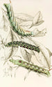 Chenille de Metopsilus Tersa Sphinx Chionanthi Sphinx Gaurae - James Duncan — artwork view