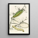 Caterpillar of Saturnia Cynthia Saturnia Mylitta - James Duncan — framed artwork on a wall
