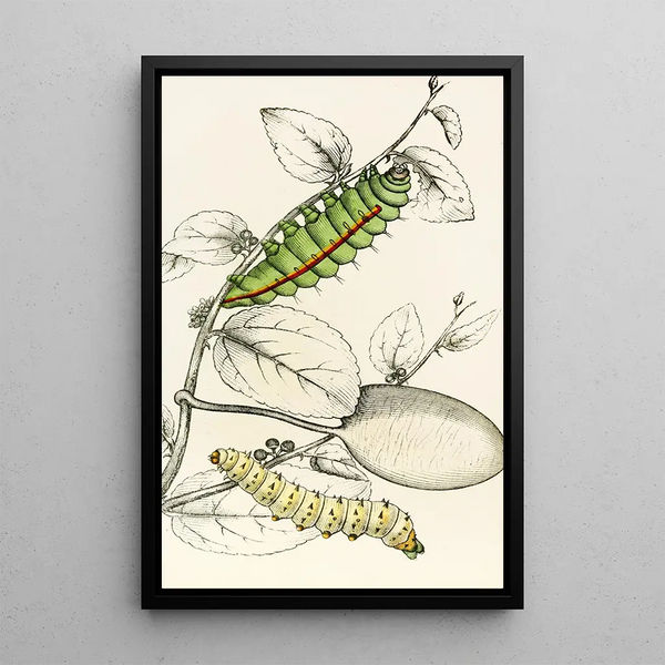 Caterpillar of Saturnia Cynthia Saturnia Mylitta - James Duncan — framed artwork on a wall