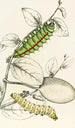 Caterpillar of Saturnia Cynthia Saturnia Mylitta - James Duncan — artwork view