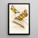 Catochala neogama Catochala amesia - James Duncan — framed artwork on a wall