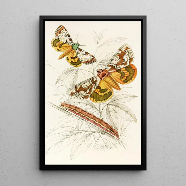 Catochala neogama Catochala amesia - James Duncan — framed artwork on a wall