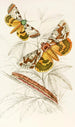Catochala neogama Catochala amesia - James Duncan — artwork view