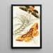 Ceratocampa imperialis Harpyia Banksiae - James Duncan — framed artwork on a wall