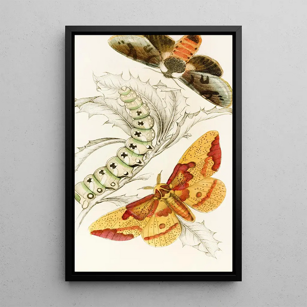 Ceratocampa imperialis Harpyia Banksiae - James Duncan — framed artwork on a wall