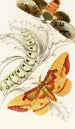 Ceratocampa imperialis Harpyia Banksiae - James Duncan — artwork view
