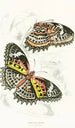 Cethosia Cyane - James Duncan — artwork view