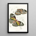 Cethosia Cyane - James Duncan — framed artwork on a wall
