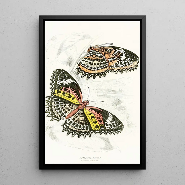 Cethosia Cyane - James Duncan — framed artwork on a wall