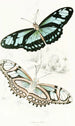 Cethosia Dido - James Duncan — artwork view