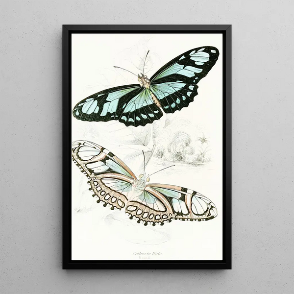Cethosia Dido - James Duncan — framed artwork on a wall