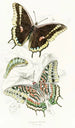 Charaxes Jasius - James Duncan — artwork view