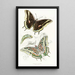 Charaxes Jasius - James Duncan — framed artwork on a wall