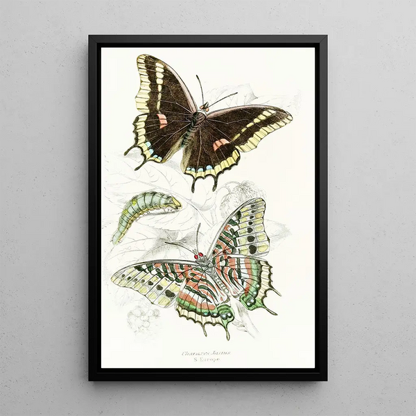 Charaxes Jasius - James Duncan — framed artwork on a wall